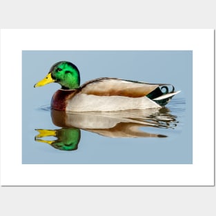 Mallard Reflections Posters and Art